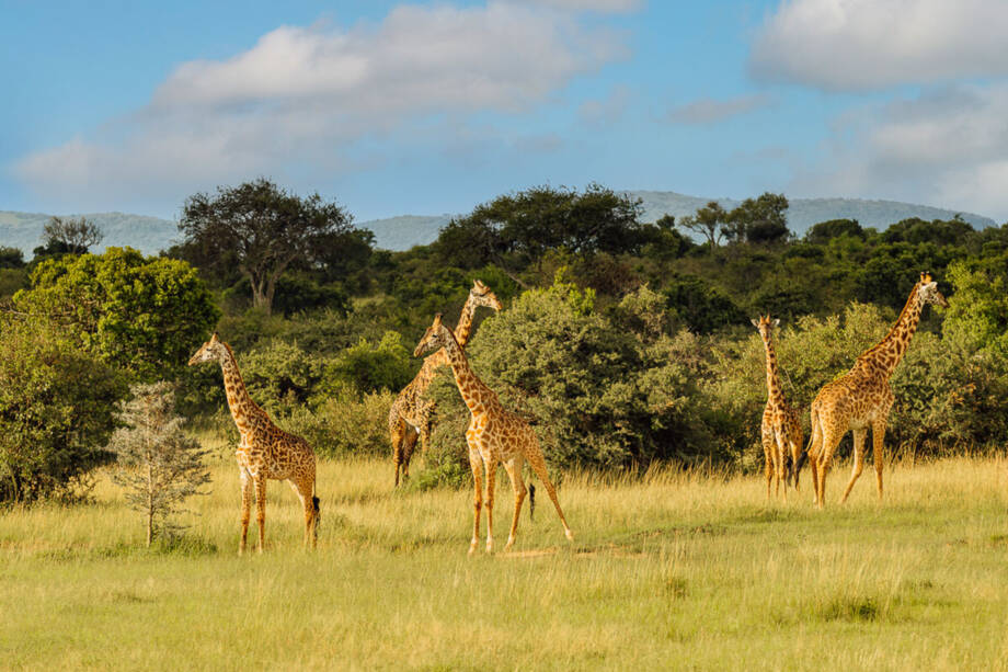  SAFARI ERLEBNIS DELUXE IN KENIA  -  Kleingruppenreise mit Gerald Nestler oder individuell zu Ihrem Wunschtermin