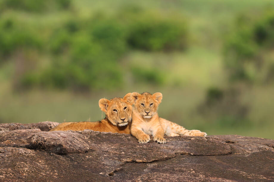 SAFARI ERLEBNIS DELUXE IN KENIA 