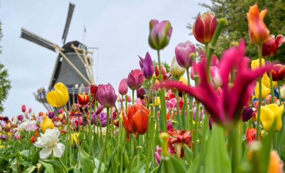  HOLLAND UND FLANDERN  -  MS Charles Dickens****+